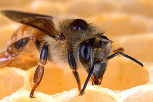 Sirke Varroa Mücadelesi